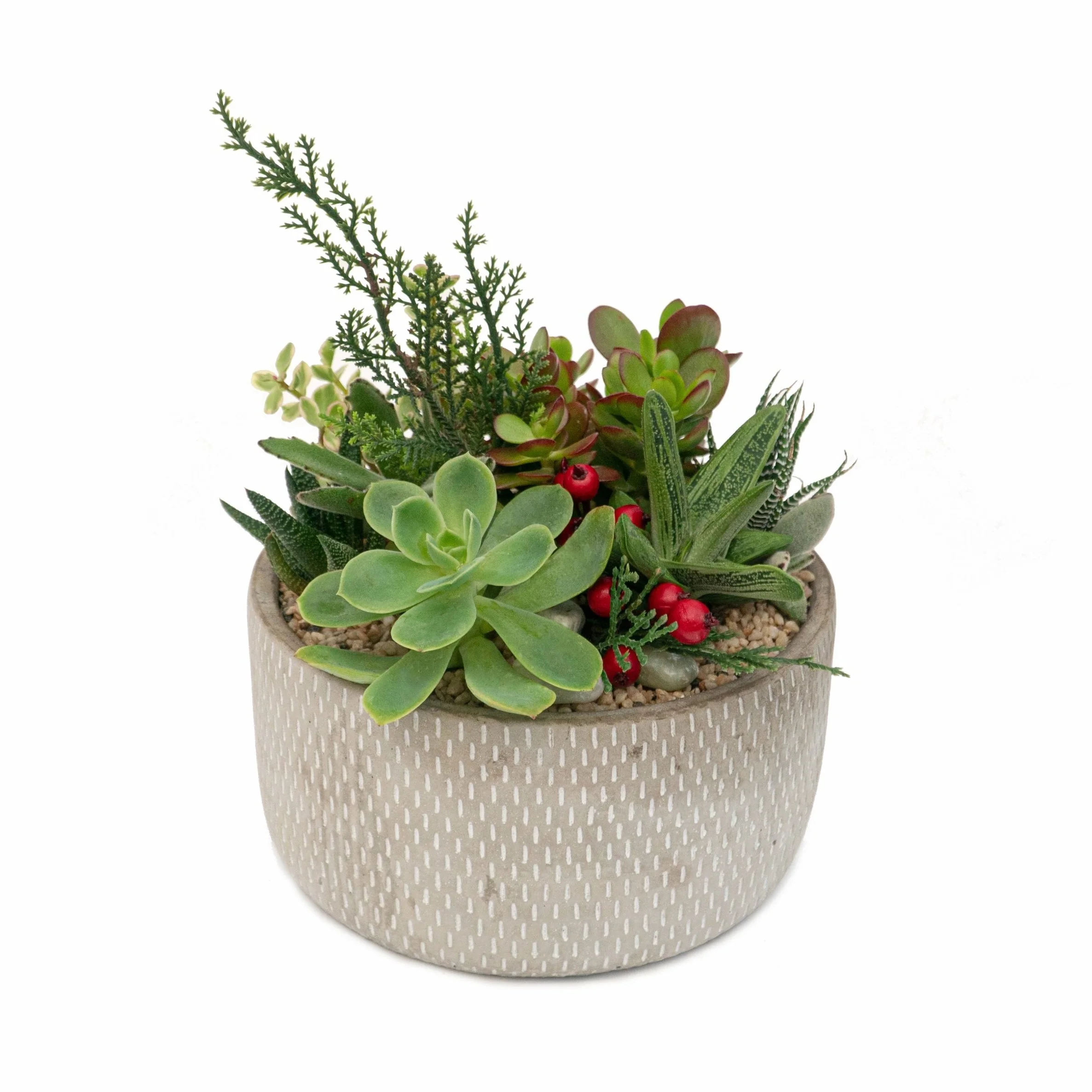 Succulents & Cacti — Cactus & Tropicals